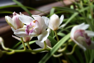 Beautiful pale pink lilies in natural light with selecive focus