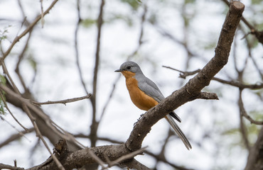 Silverbird (Melaenornis semipartitus) Perched on Branch in Northern Tanzania