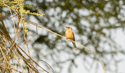 Silverbird (Melaenornis semipartitus) Perched on Branch in Northern Tanzania