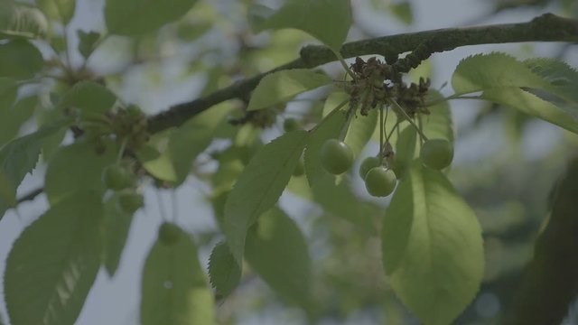 Unripe cherries in spring with leaves. Green cherry in garden. Detail of small fruits on spring theme, trees in background. Spring atmosphere, sunny day. Low depth of field, v-log slowmotion footage.