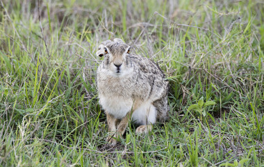 Wild Scrub Hare (Lepus saxatilis) Sitting in Grass in Northern Tanzania