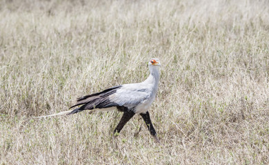 Secretary Bird (Sagittarius serpentarius) on the Plains of the Serengeti in Northern Tanzania