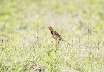 Rosy-throated Longclaw (Macronyx ameliae) in a Wet Meadow in Northern Tanzania