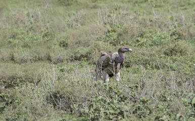 Rueppell’s Griffon (Gyps rueppellii) Vulture on Ground in Northern Tanzania