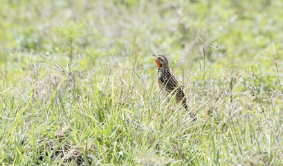 Rosy-throated Longclaw (Macronyx ameliae) in a Wet Meadow in Northern Tanzania