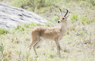 Southern Reedbuck (Redunca) Standing in Brushy Habitat in Northern Tanzania