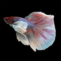 Dumbo Halfmoon Betta on black background. Beautiful fish. Swimming flutter tail flutter.