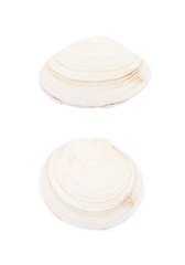 Sea shell isolated