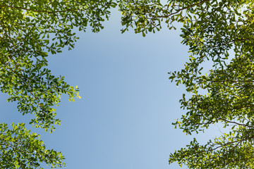 Beautiful green leaves.