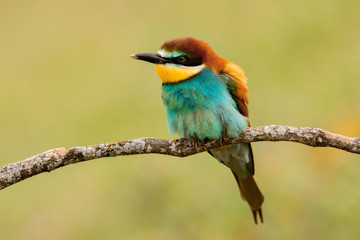 Portrait of a colourful bird