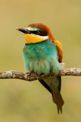Portrait of a colourful bird