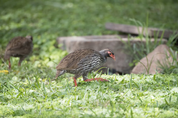 Wild Red-necked Francolin (Francolinus afer) Hunting in Deep Grass in Northern Tanzania