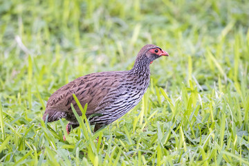 Obraz premium Wild Red-necked Francolin (Francolinus afer) Hunting in Deep Grass in Northern Tanzania