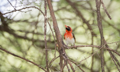  Red-headed Weaver (Anaplectes rubriceps) in Acacia Tree in Northern Tanzania