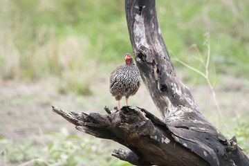 Red-necked Francolin (Francolinus afer) on Tree Stump in Northern Tanzania