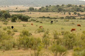 Fototapeta na wymiar Beef cows grazing in the pastures of Extremadura in Spain