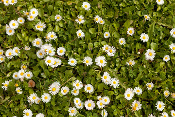 Wild daisy flowers