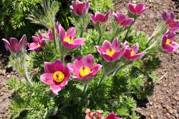 Pulsatilla patens flowers