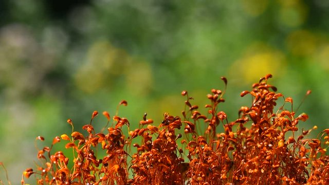 Moss dance movement after rain drops