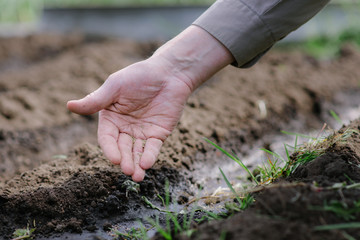 An elderly man planting seeds in the garden