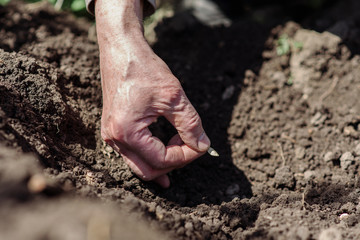 An elderly man planting seeds in the garden
