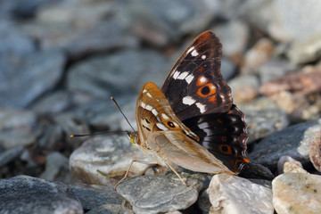 Papillon qui change de couleur en fonction de la lumière, Petit Mars changeant, Europe.