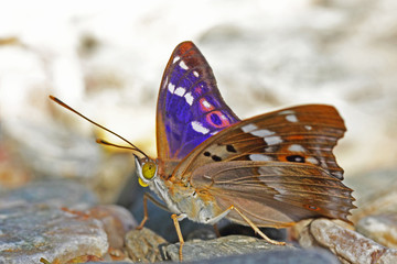 Fototapeta na wymiar Papillon qui change de couleur en fonction de l'éclairage, Petit Mars changeant, Europe.
