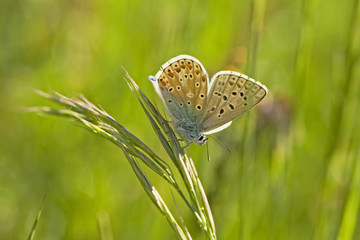 Petit papillon azuré sur une tige de graminée en été dans le sud de la France. © fred.do.photo