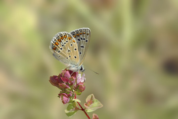 Petit papillon azuré commun sur une fleur au printemps dans le sud de la France.
