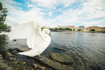 Keuken foto achterwand Zwaan One white swan on riverside of Vltava.