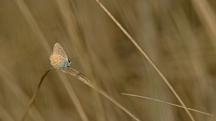 Petit papillon azuré commun sur une tige de graminée en automne dans le sud de la France. © fred.do.photo