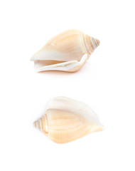 Sea shell isolated