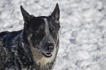 Blue Heeler Dog Enjoys the Snow