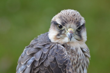 Blick