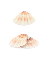 Sea shell isolated