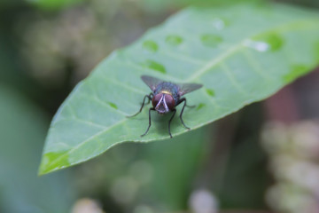 flying honey bee