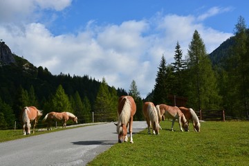 Mountain graze