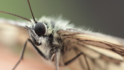 Papillon blanc avec un oeil noir en gros plan.