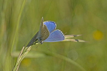 Petit papillon bleu azur en équilibre sur une tige de graminée dans une prairie.