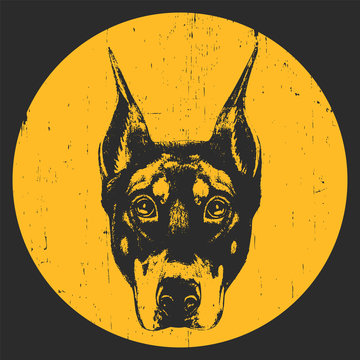 Portrait of Rottweiler. Hand drawn illustration. T-shirt design. Vector