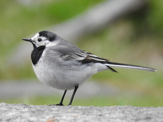 White wagtail