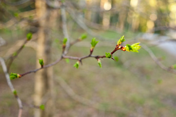 Young branch with fresh leaves and bud. Spring natural background with trees on the sunset. .