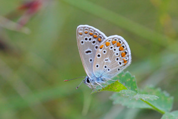 Petit papillon bleu azur sur une feuille de graminée dans une prairie en friche.