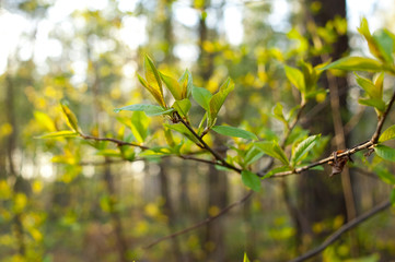 Young branch with fresh leaves and bud. Spring natural background with trees on the sunset. .