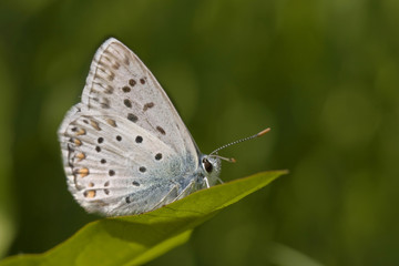 Fototapeta na wymiar Petit papillon bleu azur et blanc sur une feuille de plante dans une prairie.