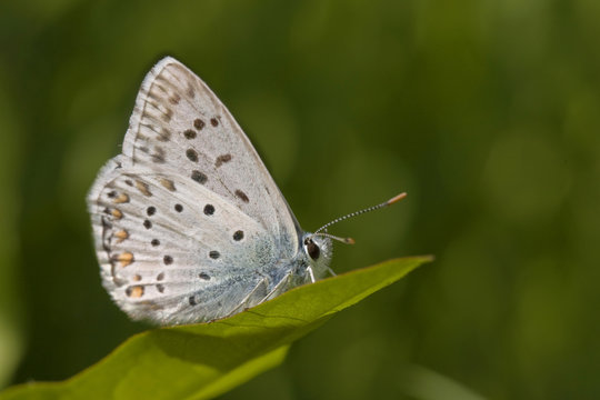 Petit papillon bleu azur et blanc sur une feuille de plante dans une prairie. © fred.do.photo