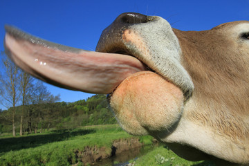 Kuh streckt die Zunge heraus