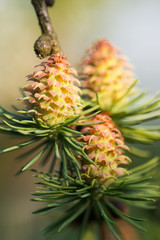Three young cones of European larch in the light of the falling sun - closeup