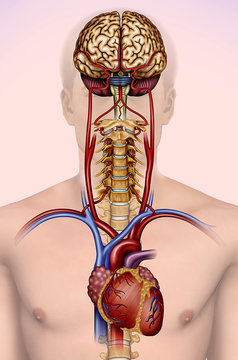 Flujo sangu&iacute;neo cerebral