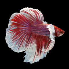 Dumbo Halfmoon Betta on black background. Beautiful fish. Swimming flutter tail flutter.